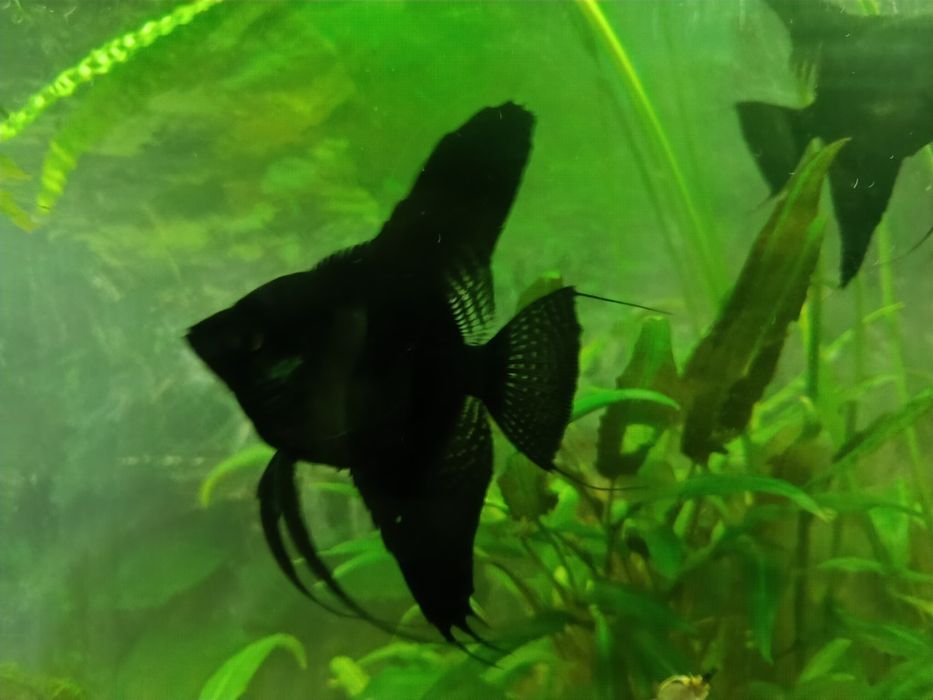 Skalary dwie szt. Czarne jak molinezje