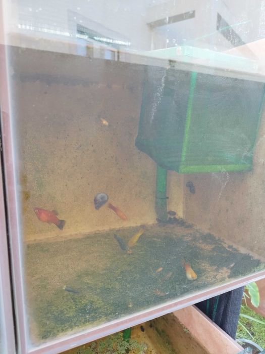 Vendo peixes Guppys e platys