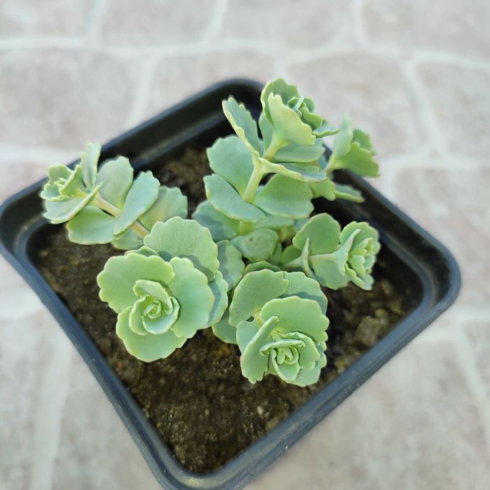 Набір садових очитків.