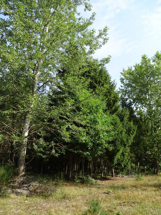 sprzedam las 3,47 ha