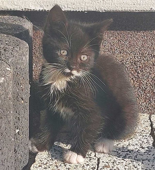 2-miesięczna kotka szuka domu i opiekuna