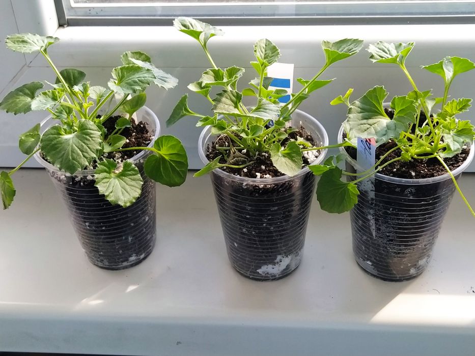 Кампанула кімнатна