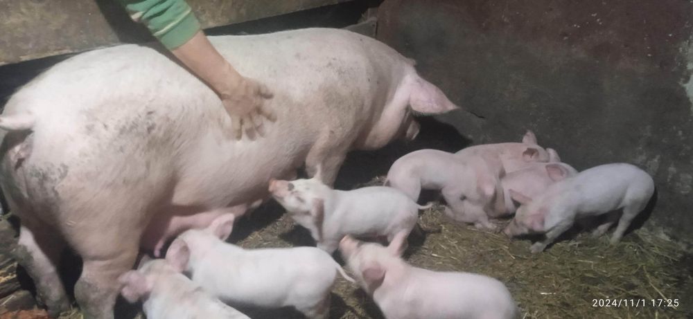 Продам поросята велика біла українська вік  місяц
