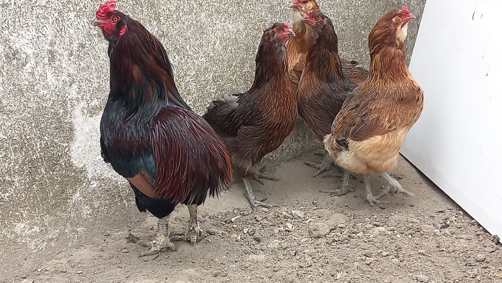 Ovos araucana perdiz