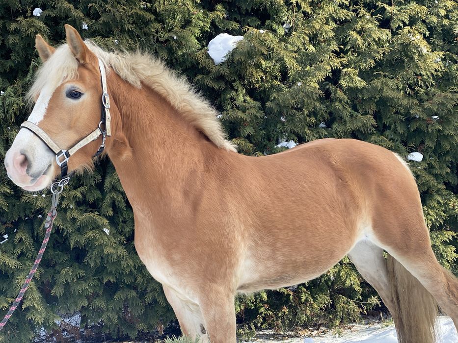 Klacz haflinger klacz