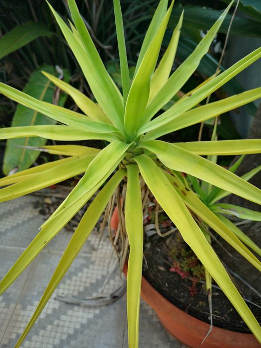 Planta ornamental Fiteira