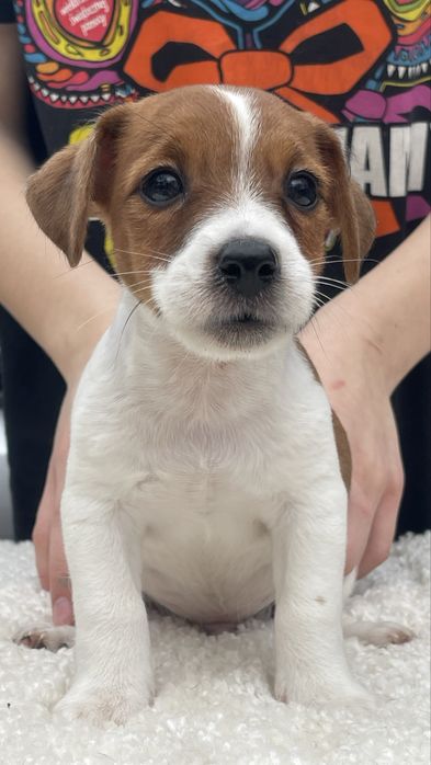 Джек рассел, хлопчик, КСУ