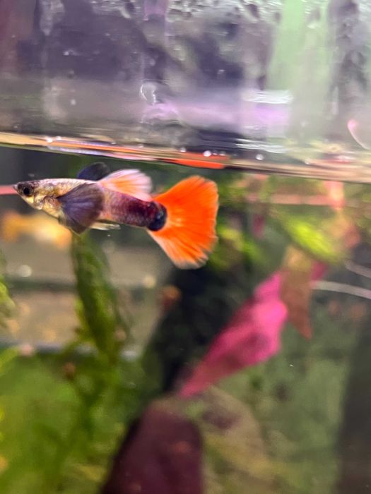 Гуппі мікс від 10шт.