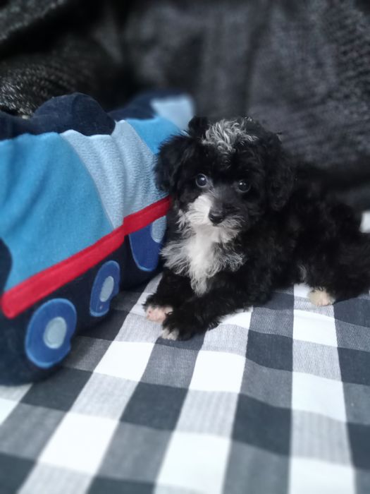 Хлопченя Мальтіпу суперовий,міні.