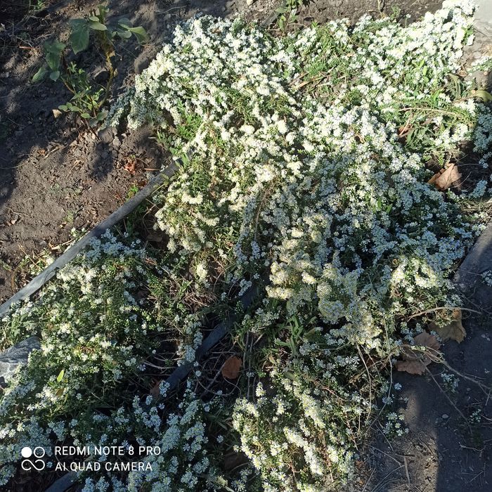 Продам Астру вкресковідную, Монеточник