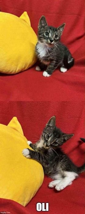 Kocięta proszą o domki.