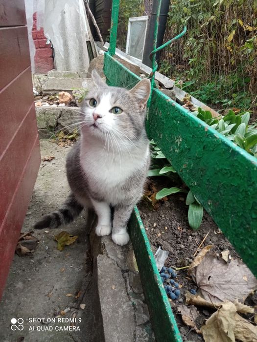 Ласкавий котик проситься в сім'ю