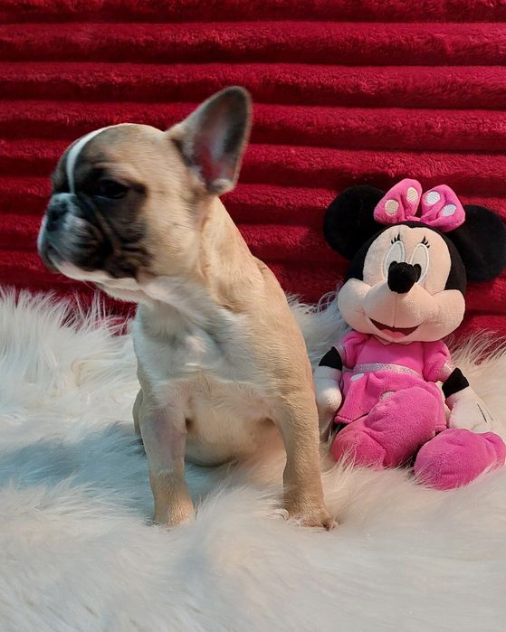 Bulldog francês menina