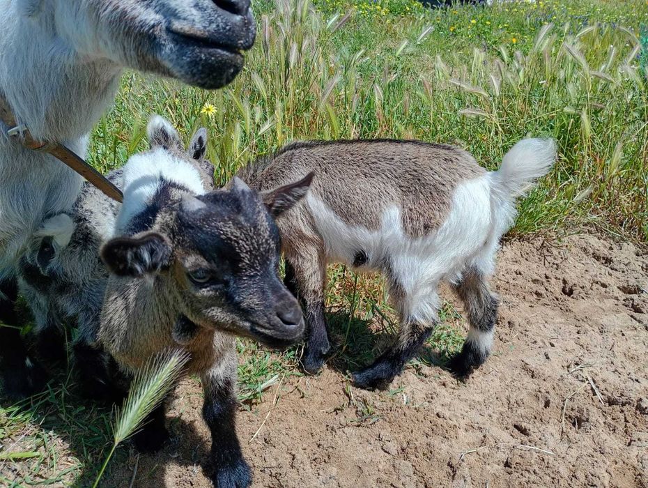 Cabras anãs meiguinhas e mansas