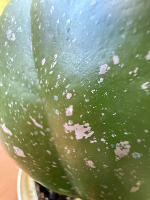 Hoya hoja obovata