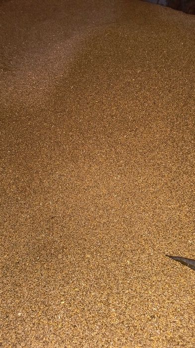 pszenica ozima z 2025