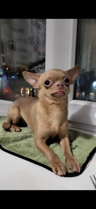 Вязка,Чихуахуа,кабель