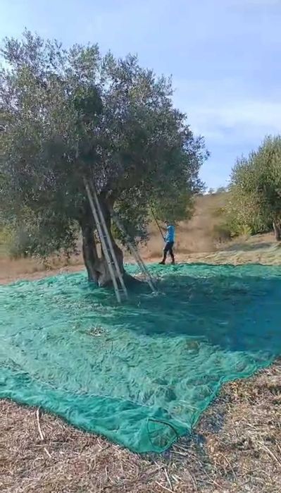 Vendo azeite de 2024 e 2025