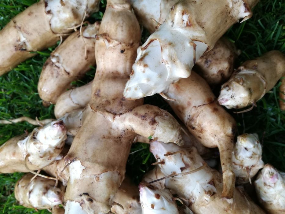 Topinambur Słonecznik bulwiasty