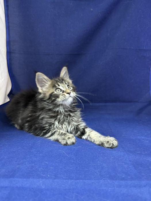 Мейн Кун девочки