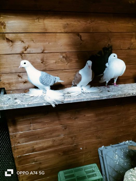 Gołębie saksońskie