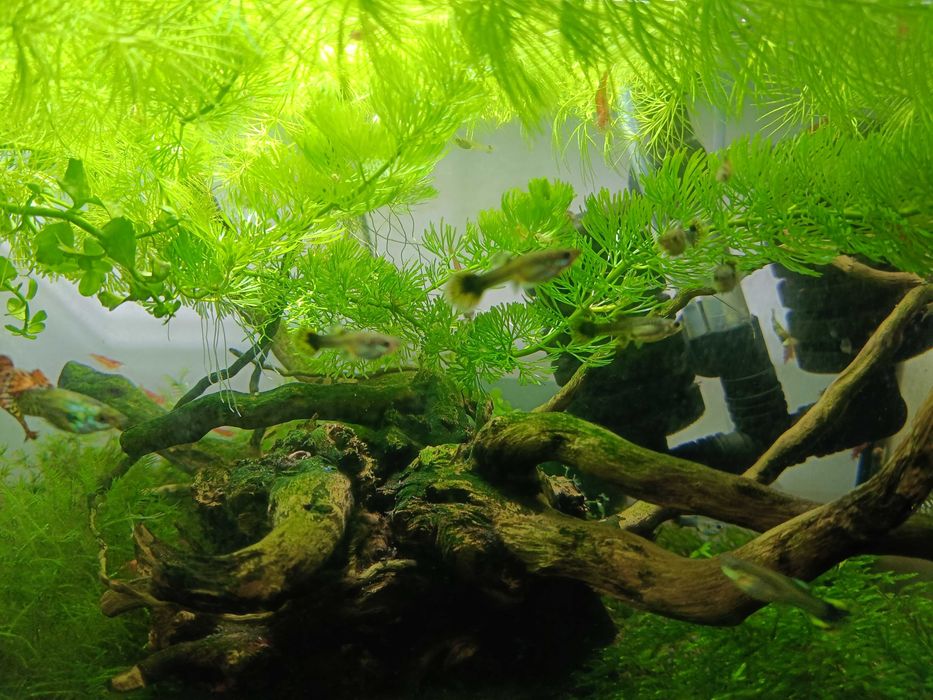 Gupiki Cobra Multikolor