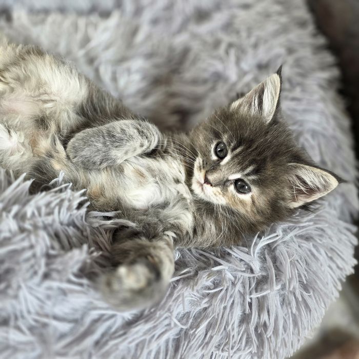 Kotka Maine Coon