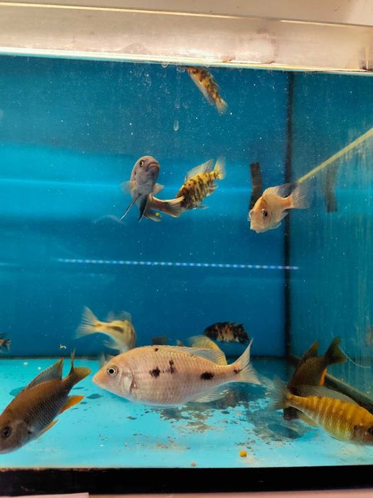 ciclideos africanos 8-14cm ler descrição