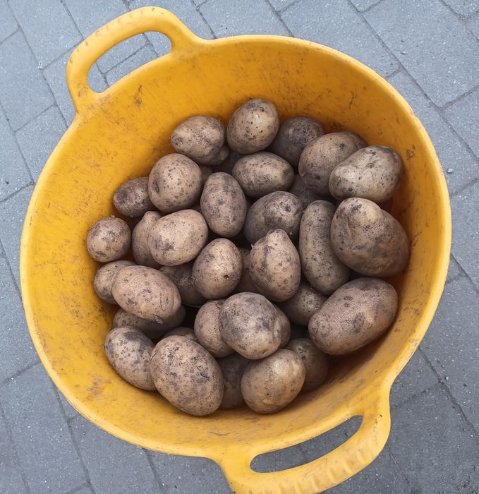 Ziemniaki jadalne Lilly