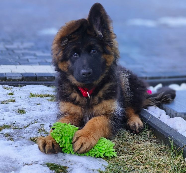 Długowłosy Owczarek Niemiecki