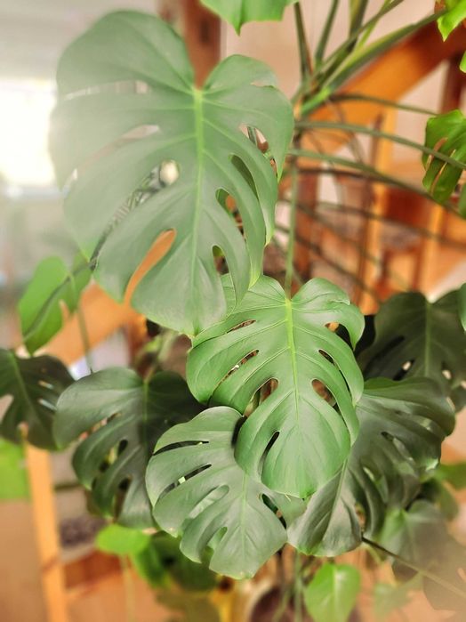 Kwiat Monstera Deliciosa Gigant ponad 2m, rzadki egzemplarz, piękna