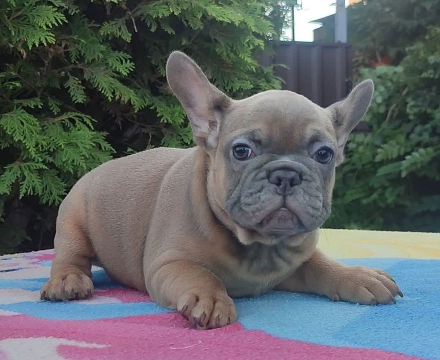 Французький бульдог