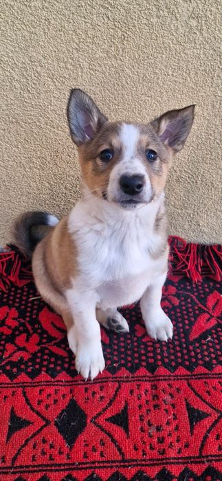 Łajki zachodniosyberyjskie