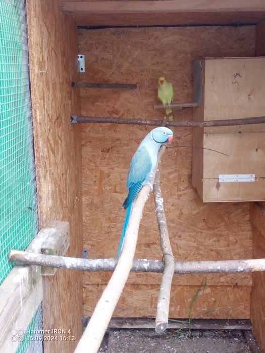 Sprzedam Aleksandretty