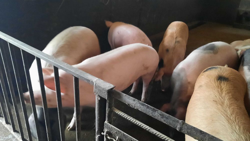 Продам домашних свиней