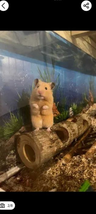 Chomik syryjski długowłosy ,młodziutkie, biszkoptowy