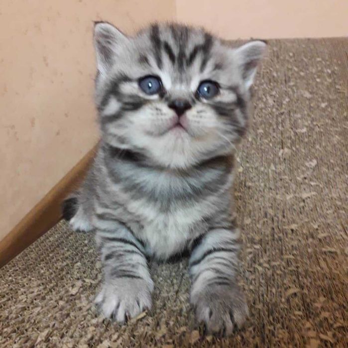 Вязка Кота Шотландец