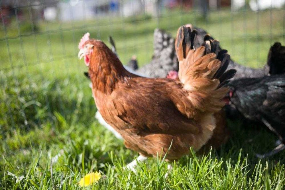 Kury kokoszki nioski Rosa kolorowa na wybieg transport na miejsce