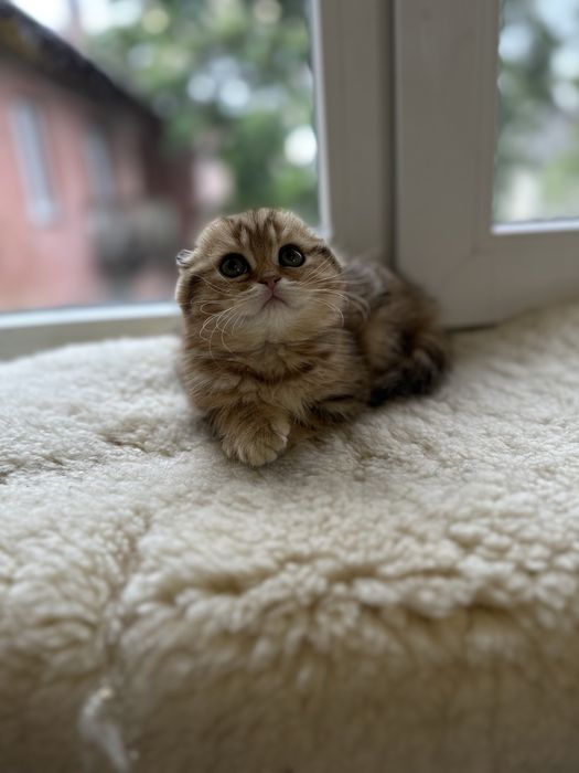 Шотландская кошка