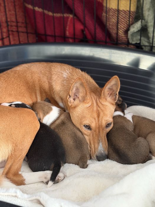 Басенджи КСУ титуловані батьки , 2026 малюки