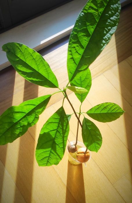 Abacateiros biológicos