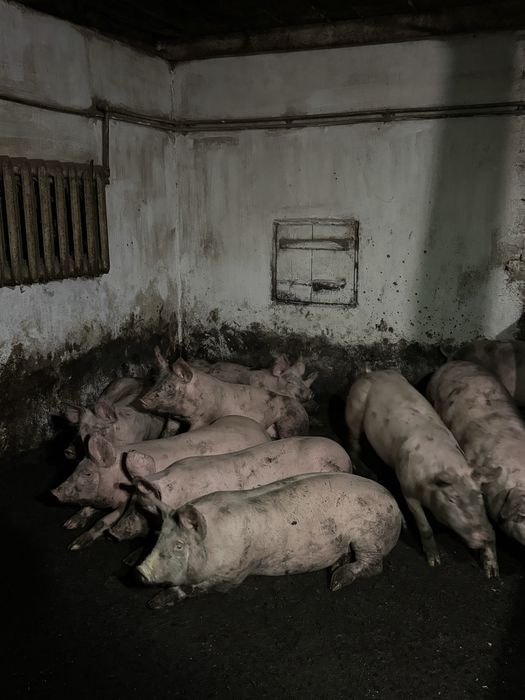 Продам свиней мʼясної породи