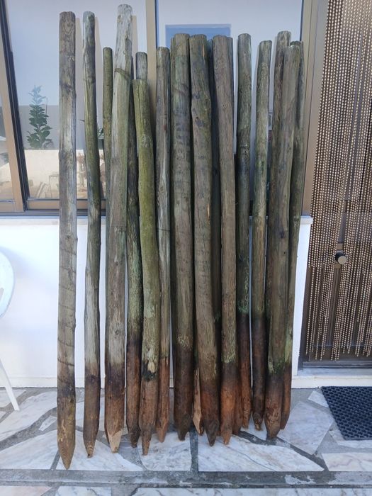 10 Paus tratados como novos.