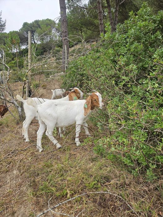 Futuras Reprodutoras e Reprodutores Boer
