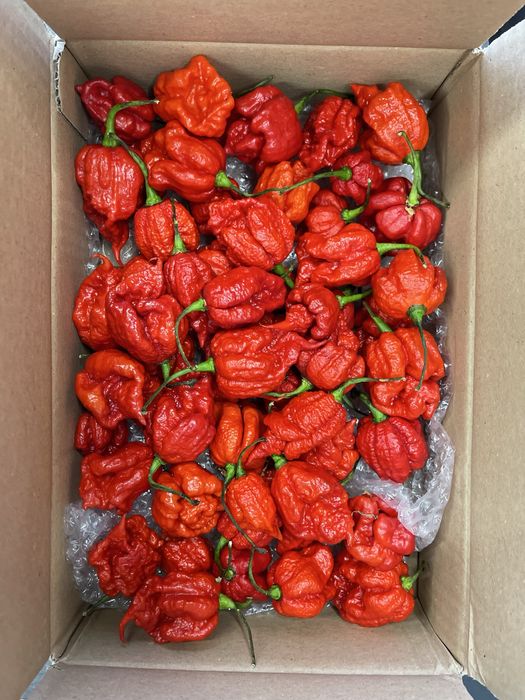 Nasiona Carolina Repaer Papryczka Ostra Seeds