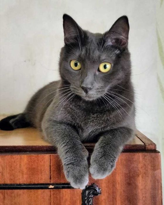 Сільва — киця з плюшевою шубкою, 1рік  // кішка кіт кошеня