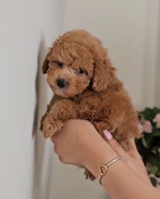 Хлопчик супер красень той пудель