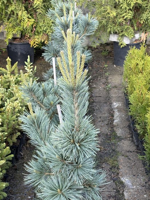 Sosna ( Cessarini blue)