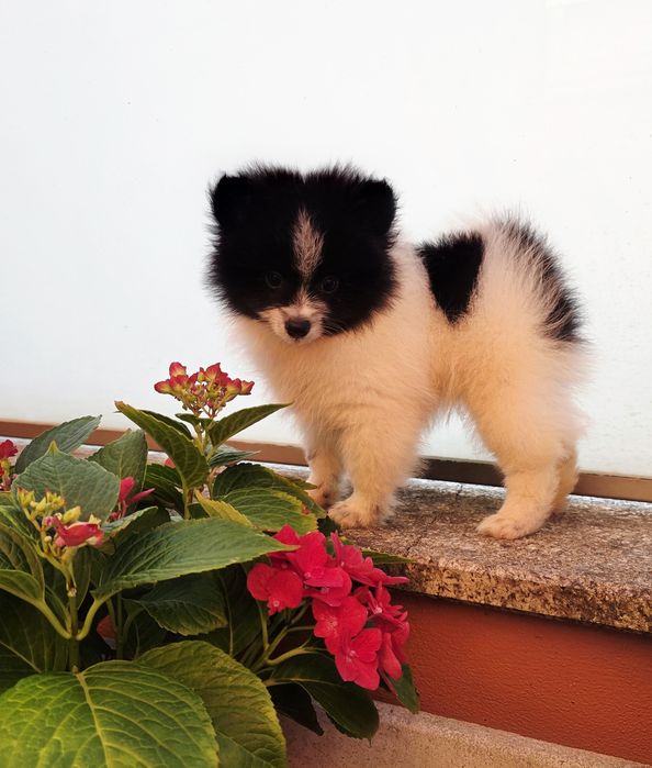 Spitz Anão Macho