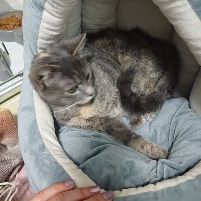 Gatinha 6meses muito meiga esterilizada